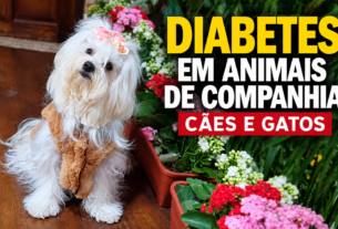 Diabetes em cães e gatos: sinais que os tutores precisam observar
