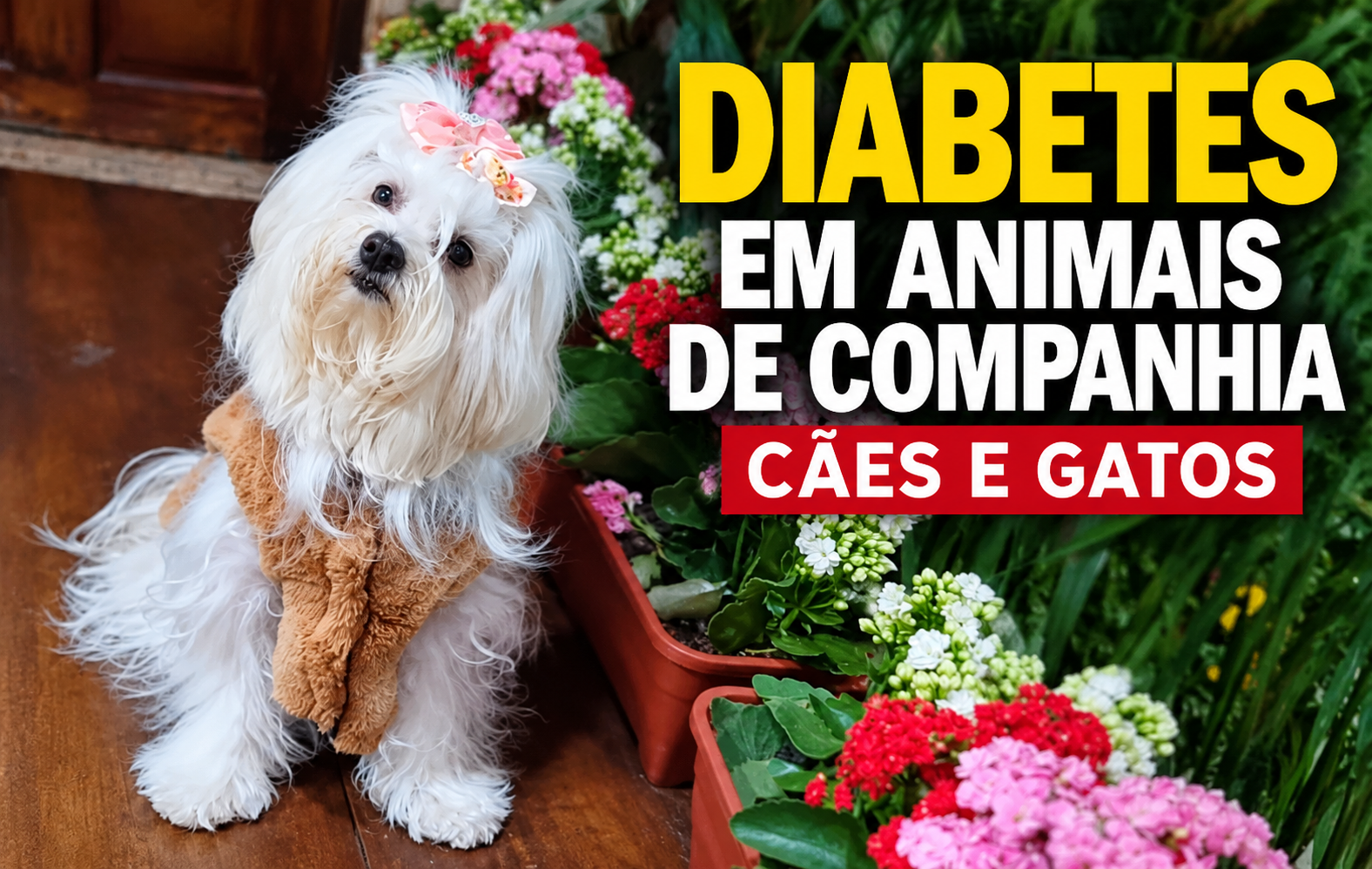 Diabetes em cães e gatos: sinais que os tutores precisam observar