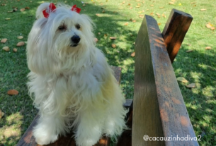 CALOR E PETS: CUIDADOS QUE PODEM FAZER A DIFERENÇA