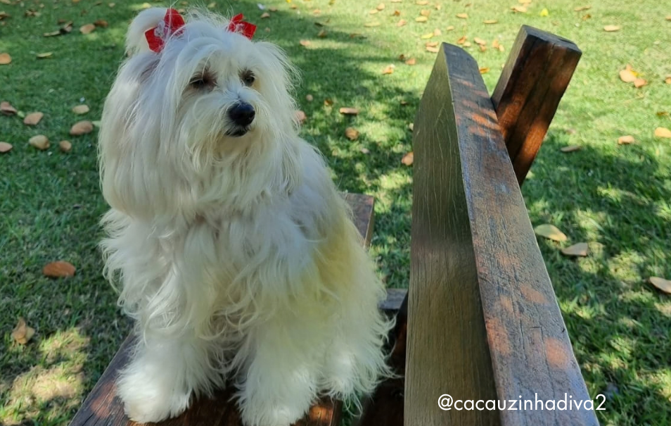 CALOR E PETS: CUIDADOS QUE PODEM FAZER A DIFERENÇA